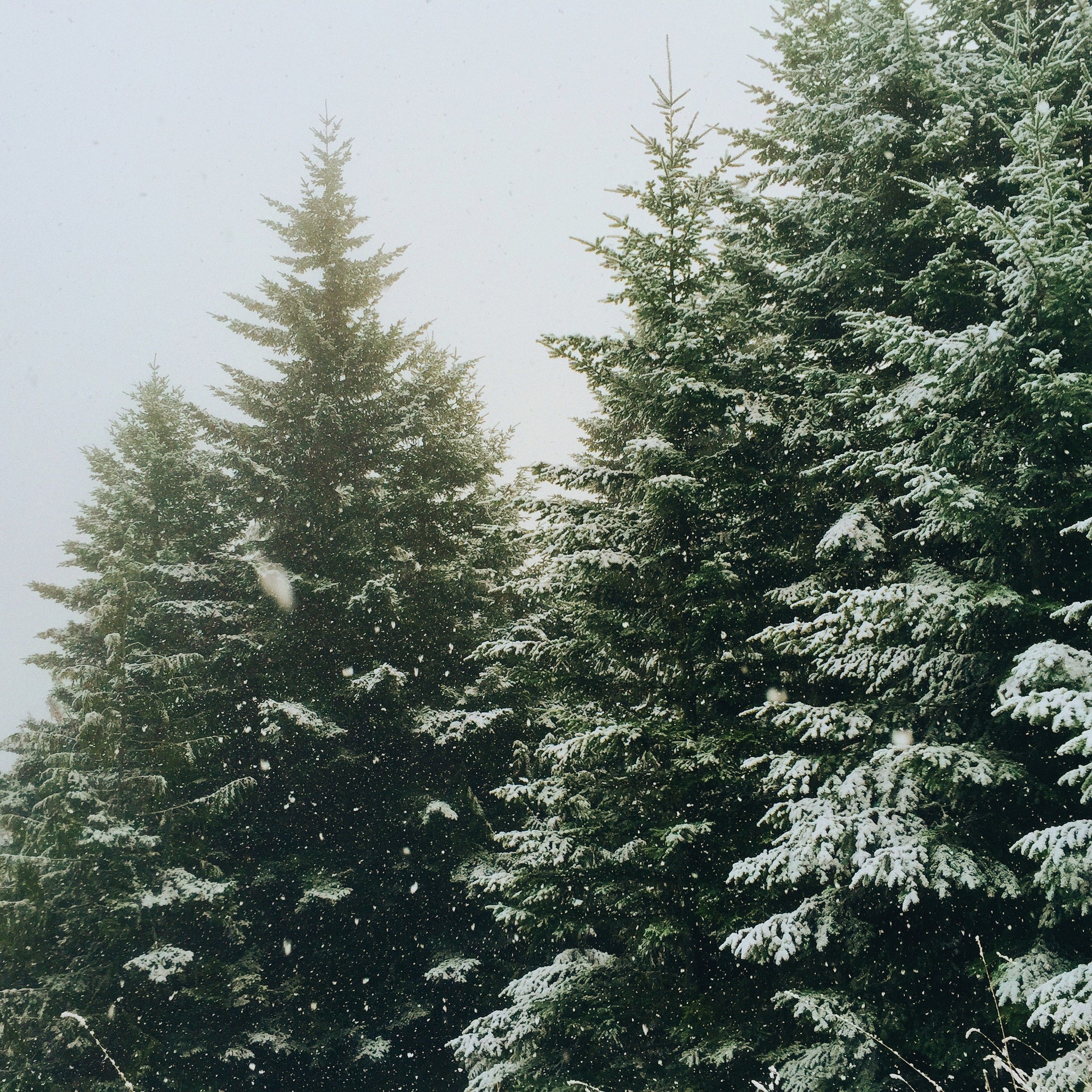HOW TO SELECT AND CARE FOR A LIVE, POTTED CHRISTMAS TREE