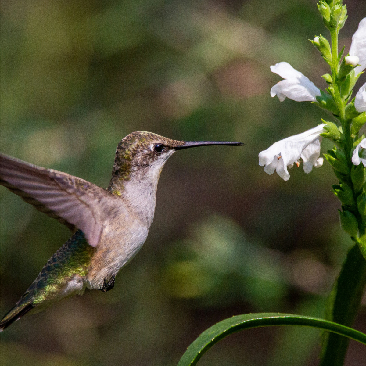 Attracting Birds with Bioswales: An Eco-Friendly Approach to Water and Wildlife