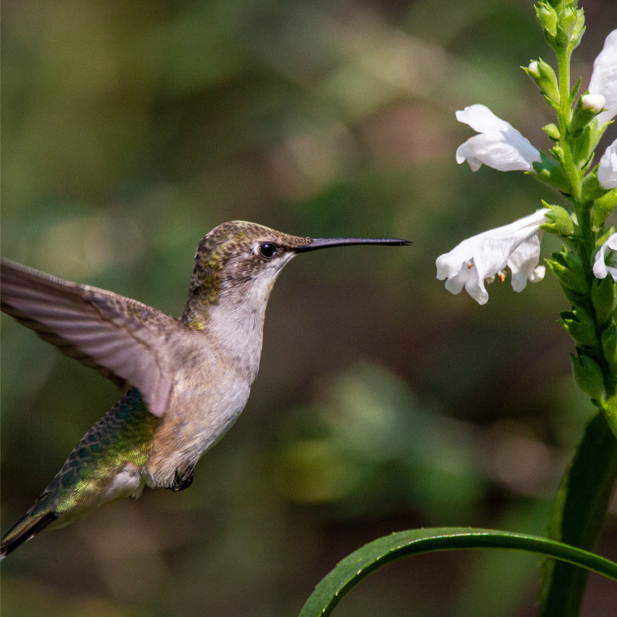 Attracting Birds with Bioswales: An Eco-Friendly Approach to Water and Wildlife