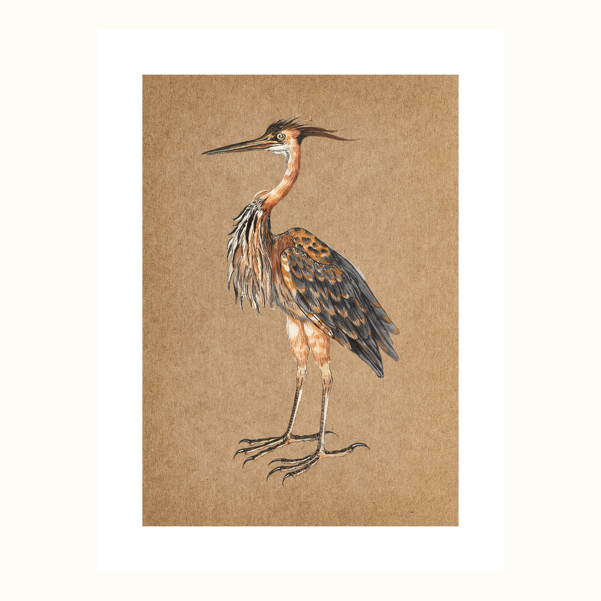 Purple heron fine art print