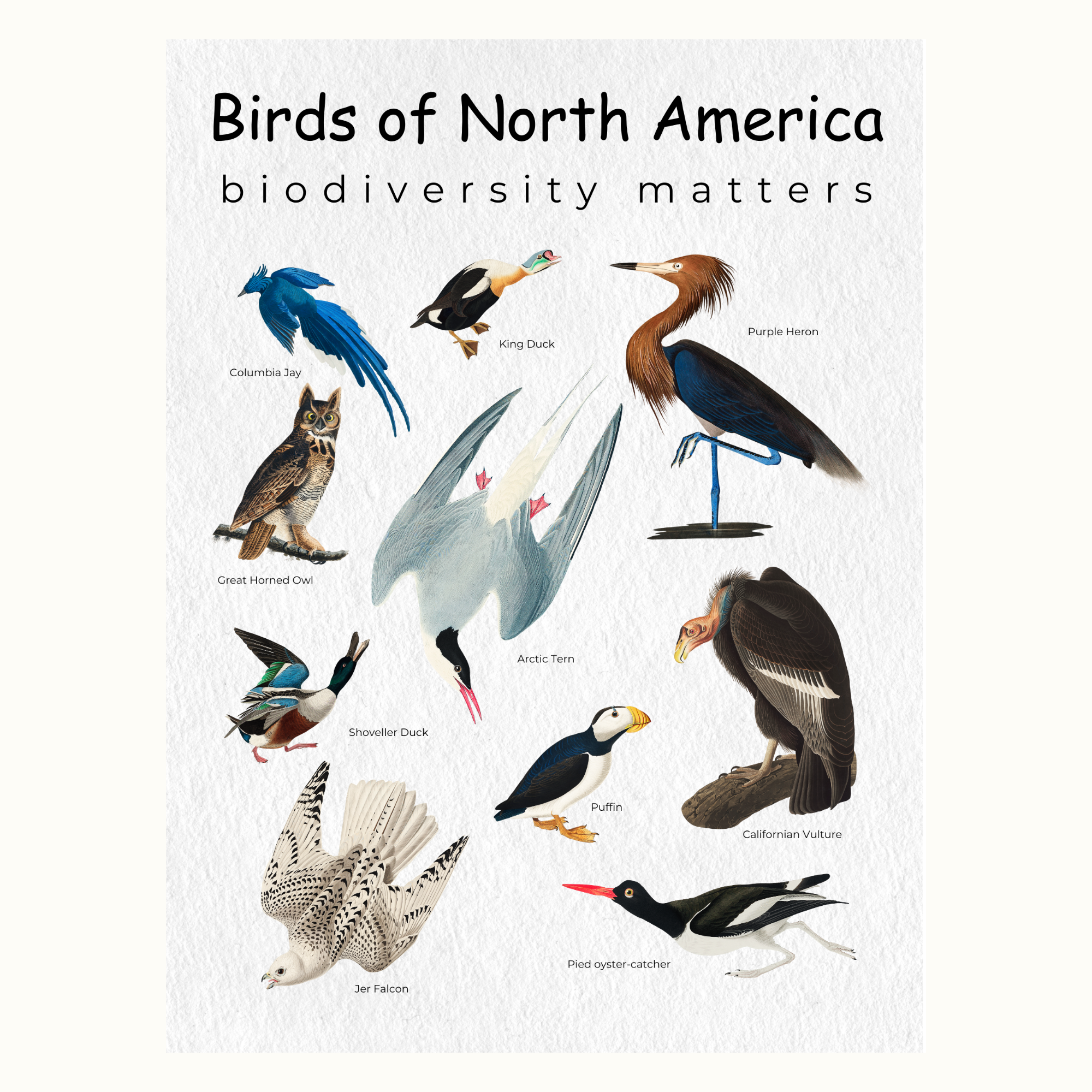 Birds of North America Biodiversity Poster on Archival Fine Art Paper or Canvas