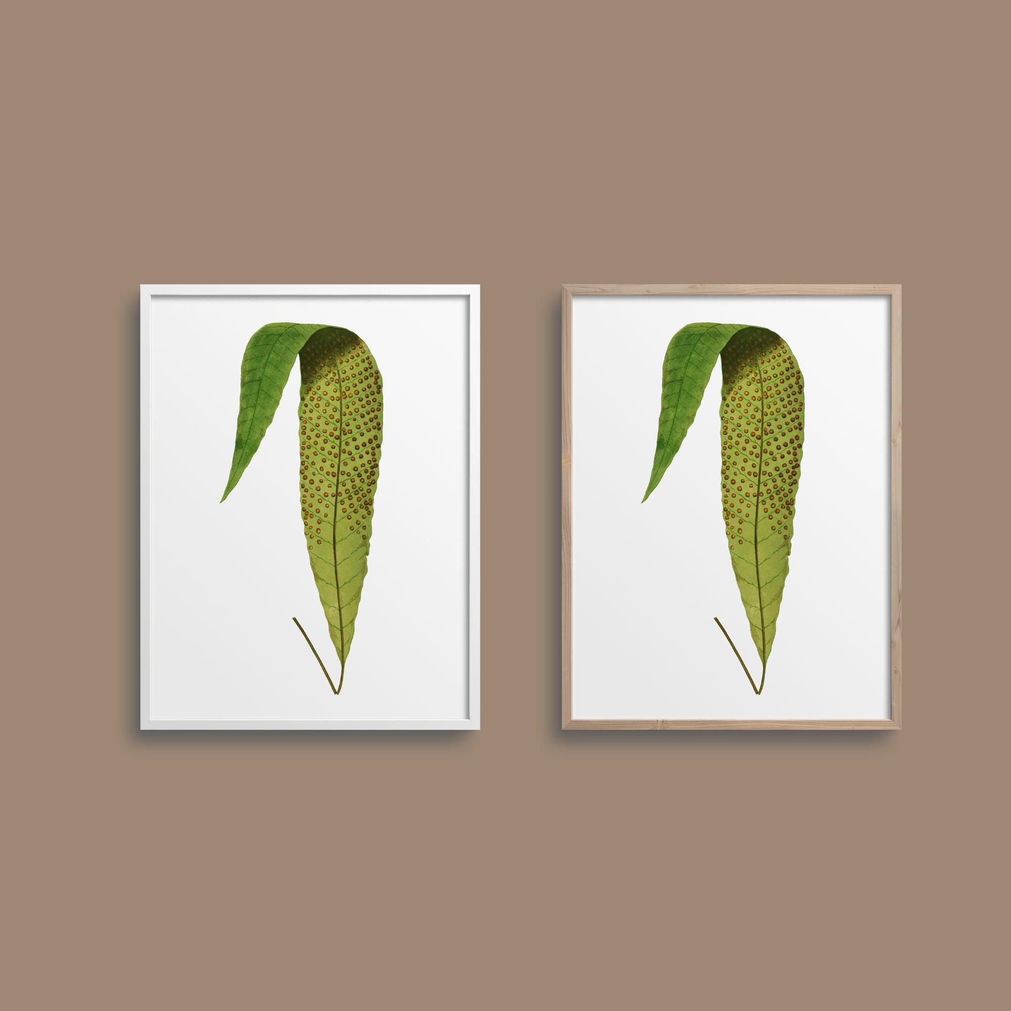 Framed ferns.