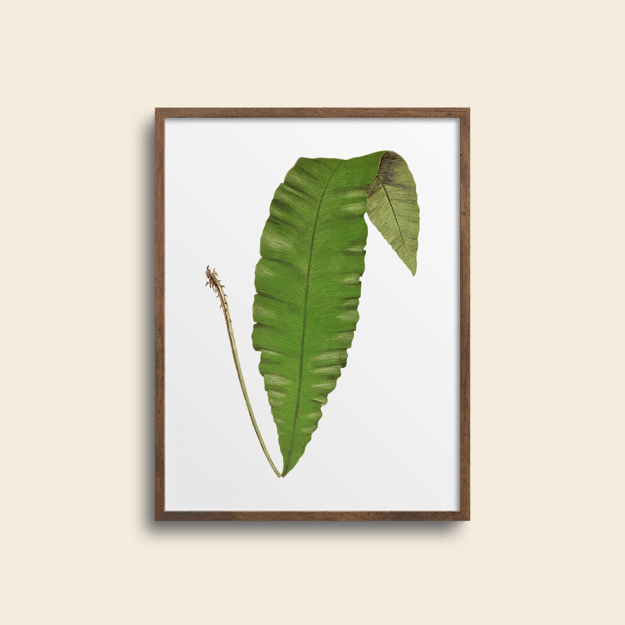 Botanical fern art print,