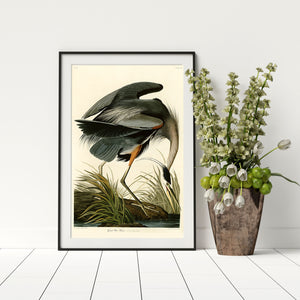 Audubon blue heron bird print