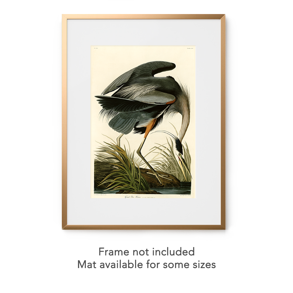 Audubon blue heron art print