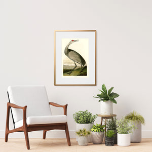 Framed Audubon Hooping Crane art print