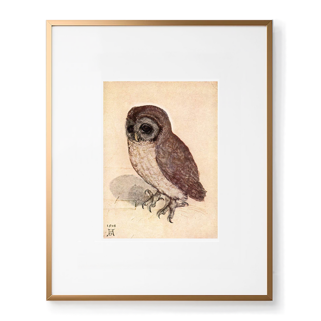 LITTLE OWL