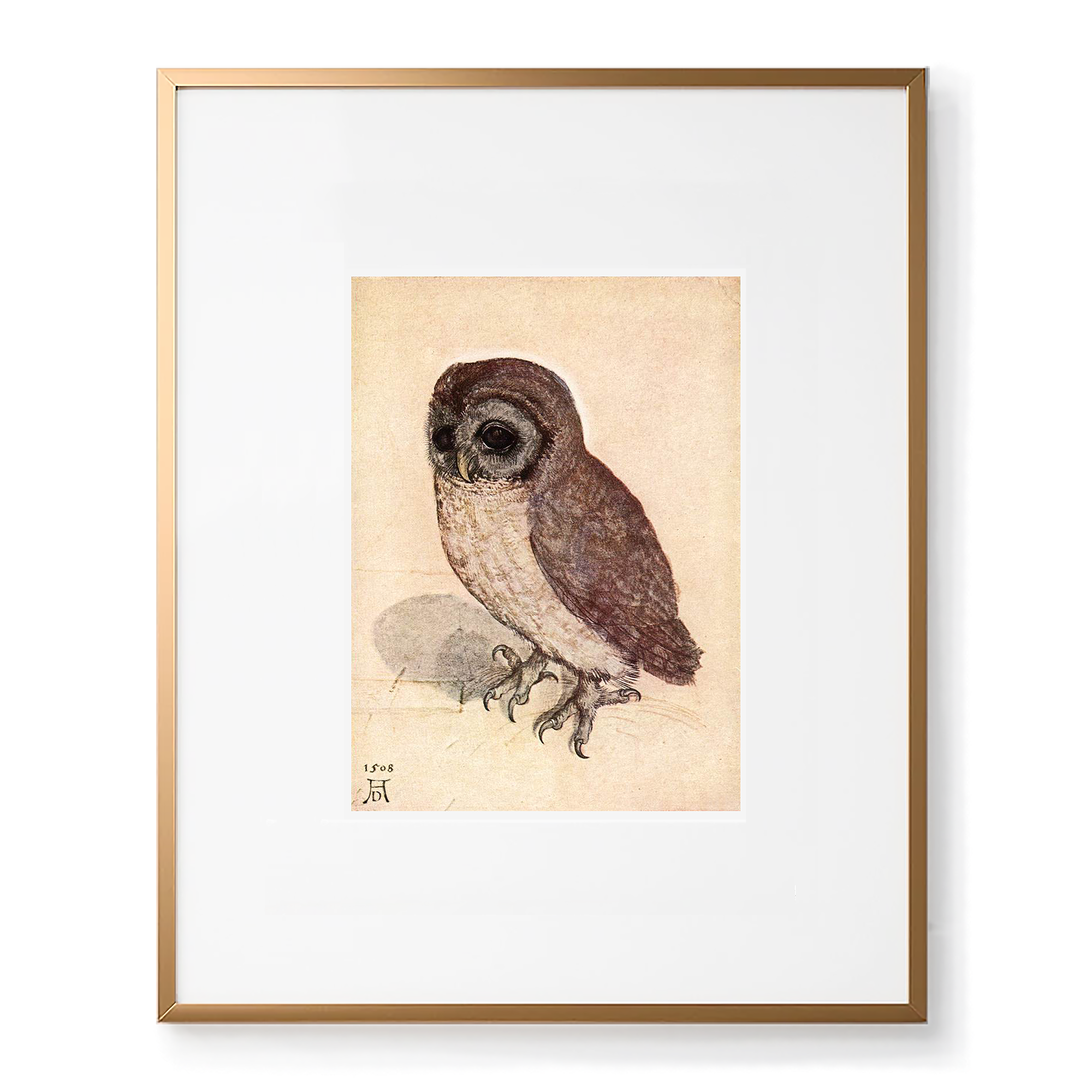 Dürer little owl art print