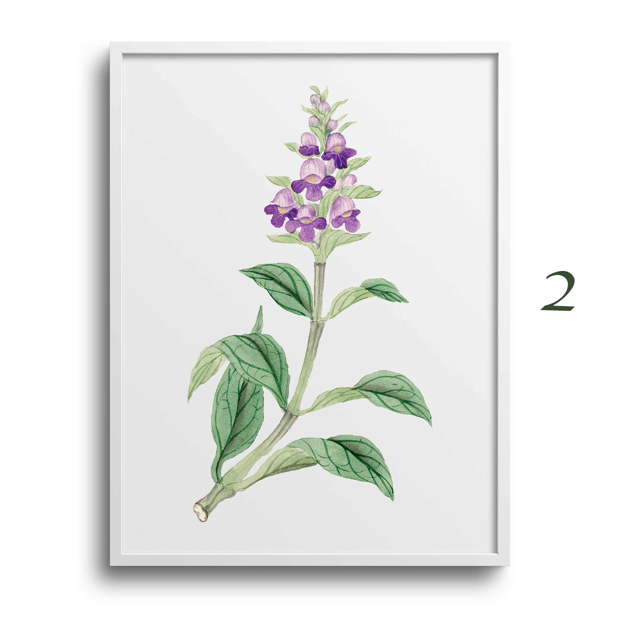 Japanese Botanical Prints