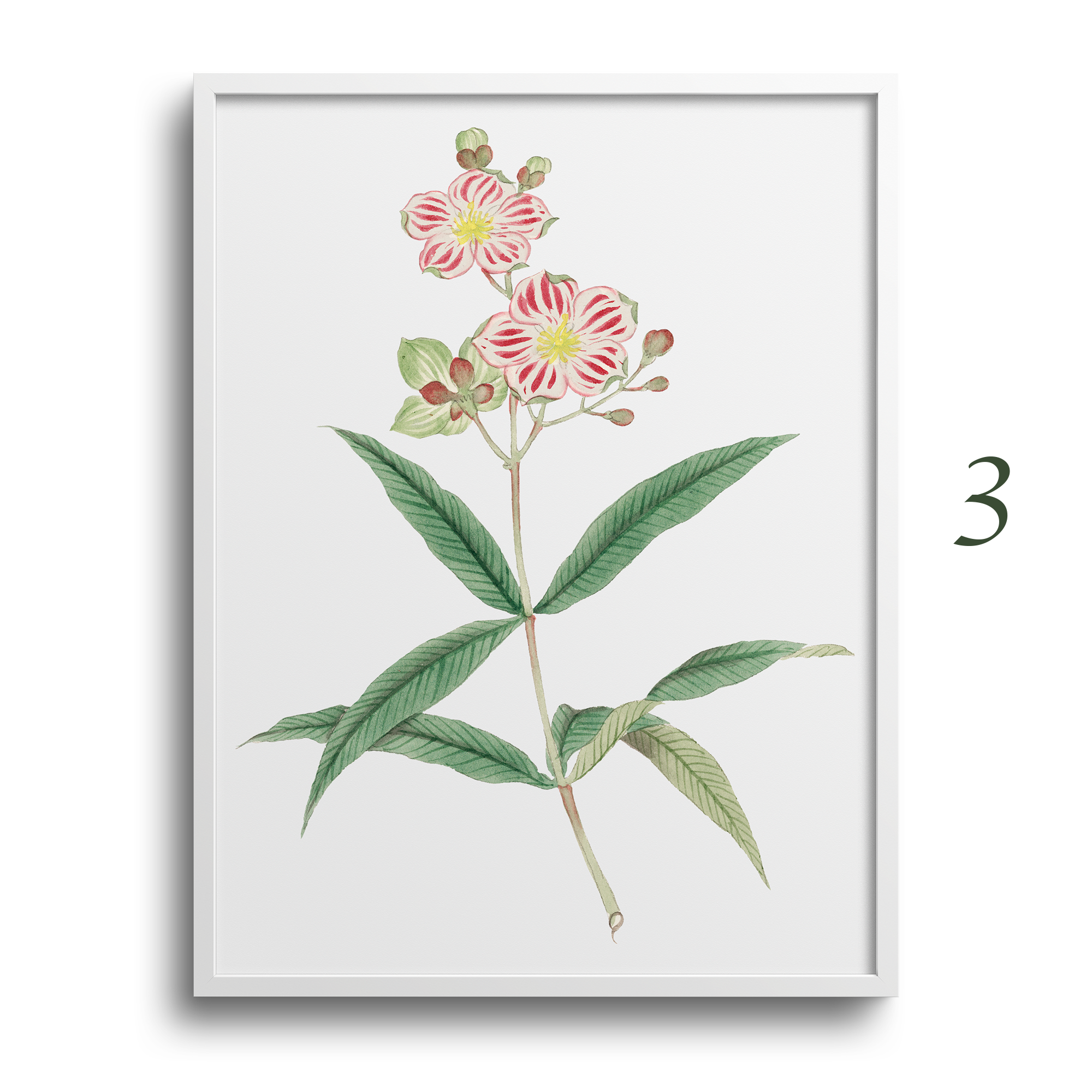 Japanese Botanical Prints