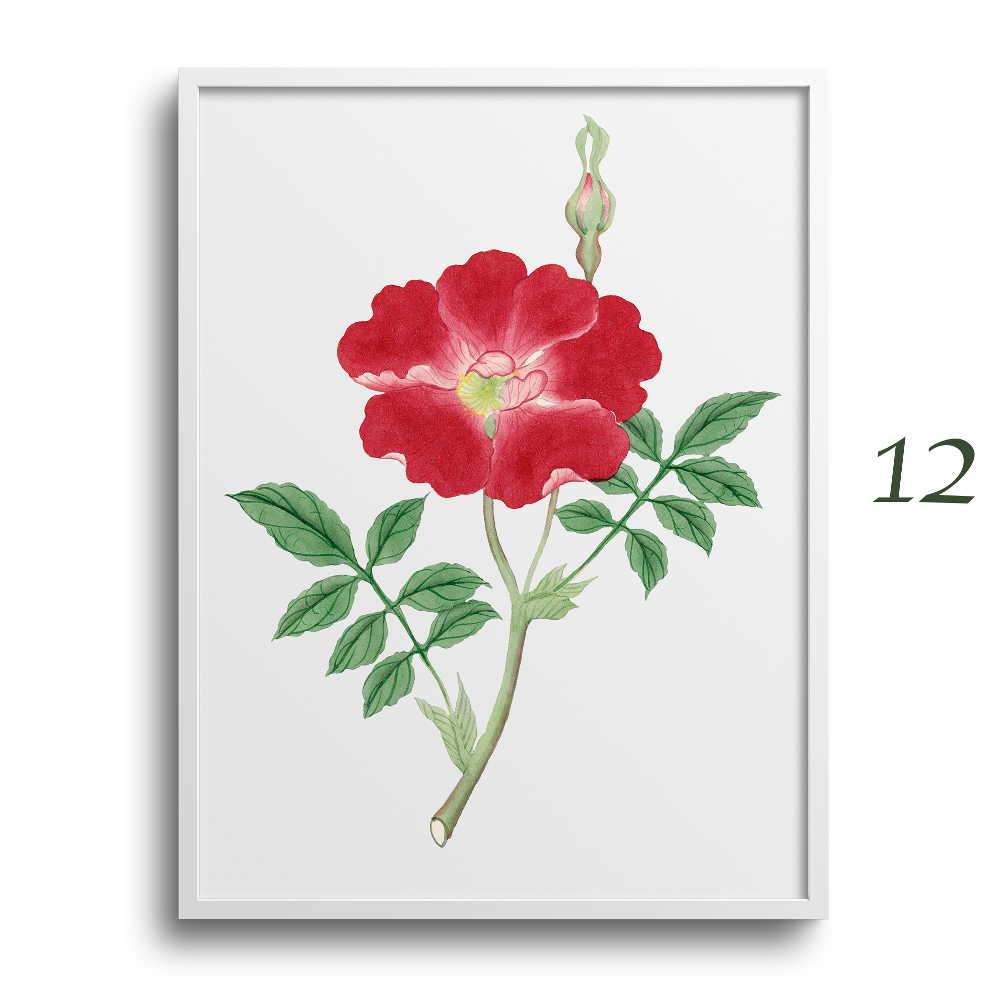 Japanese Botanical Prints