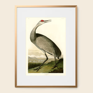 Audubon hooping crane art print.