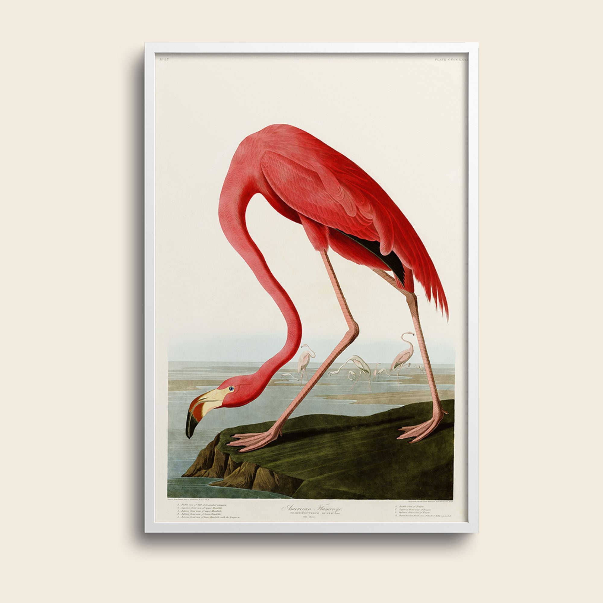 AMERICAN FLAMINGO, AUDUBON PLATE 431