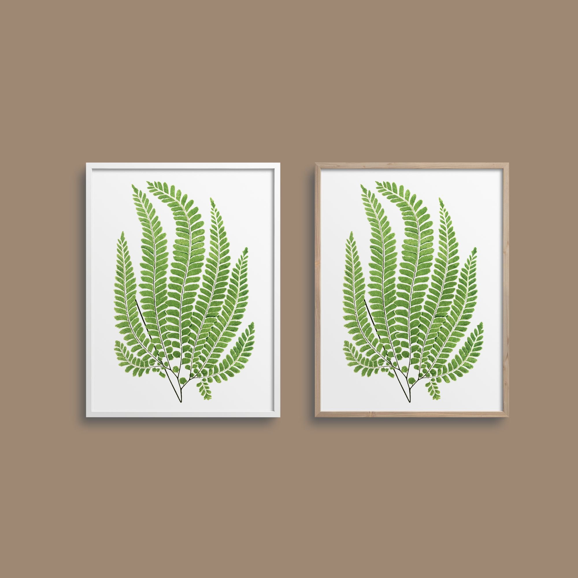 Framed ferns.