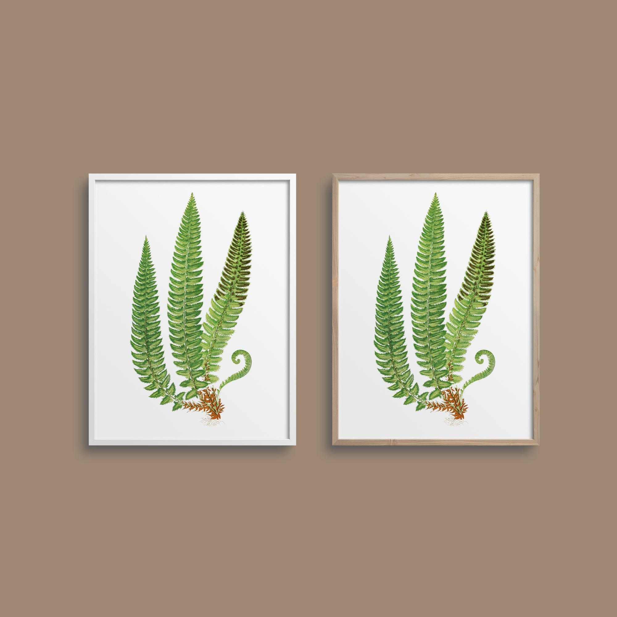 Framed ferns.