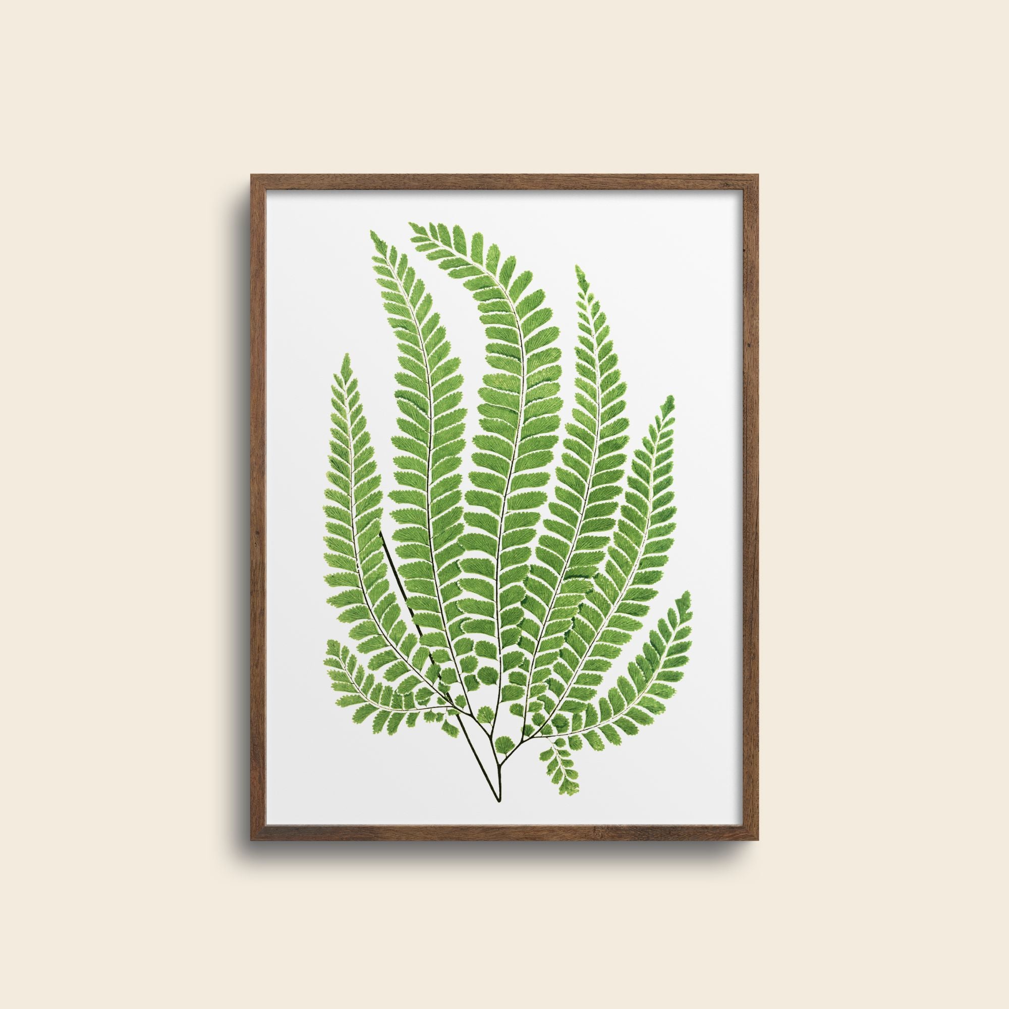 Framed multi-frond fern.