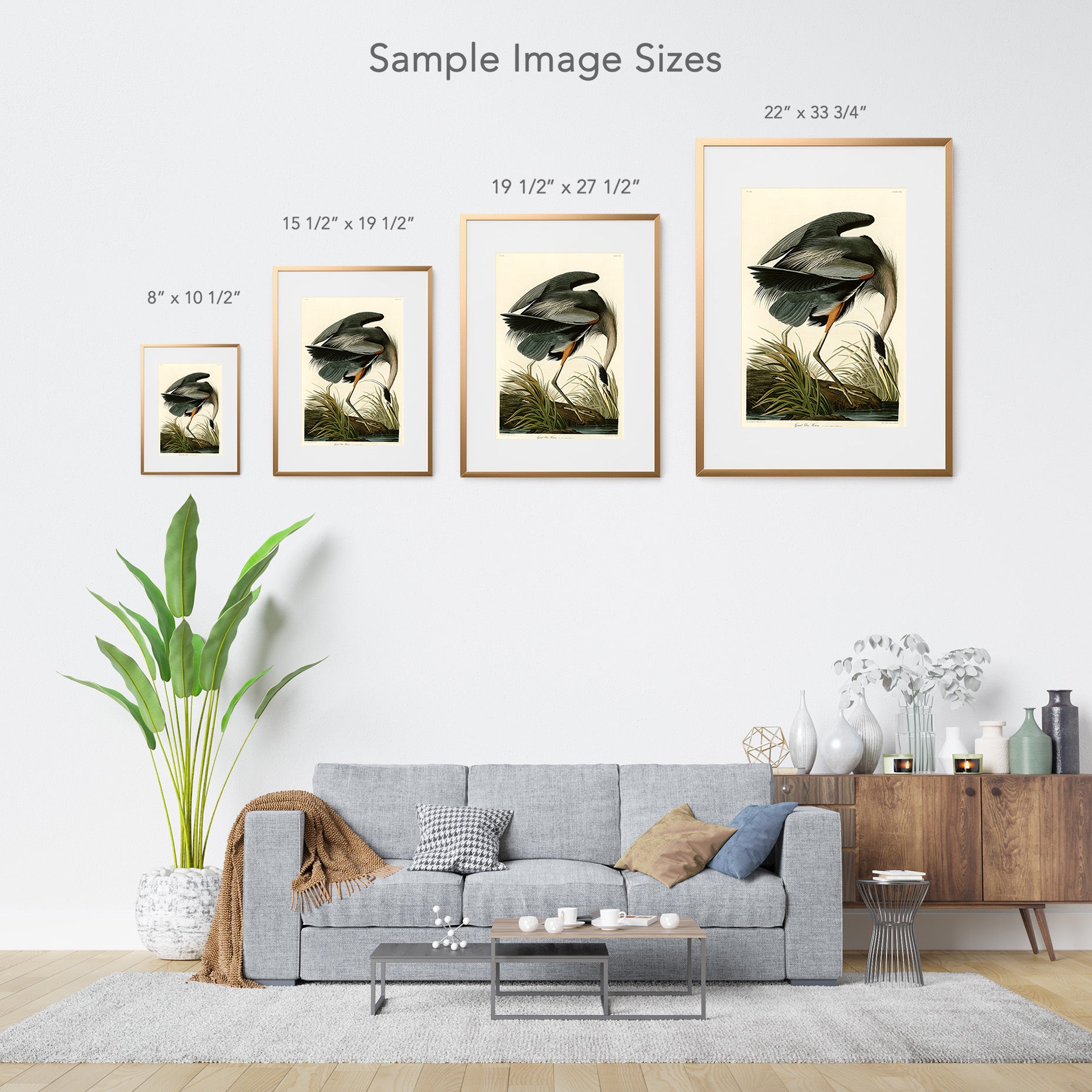 Audubon print sizes