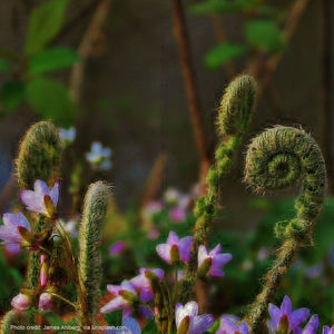 Creating Biodiverse Backyards & Balconies