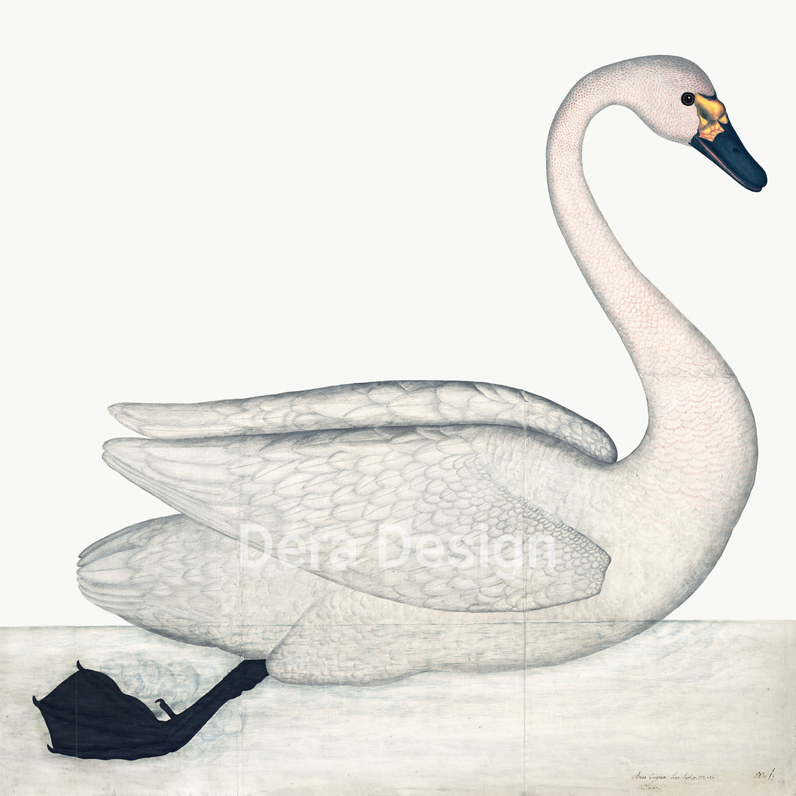 Rudbeck Swedish Birds