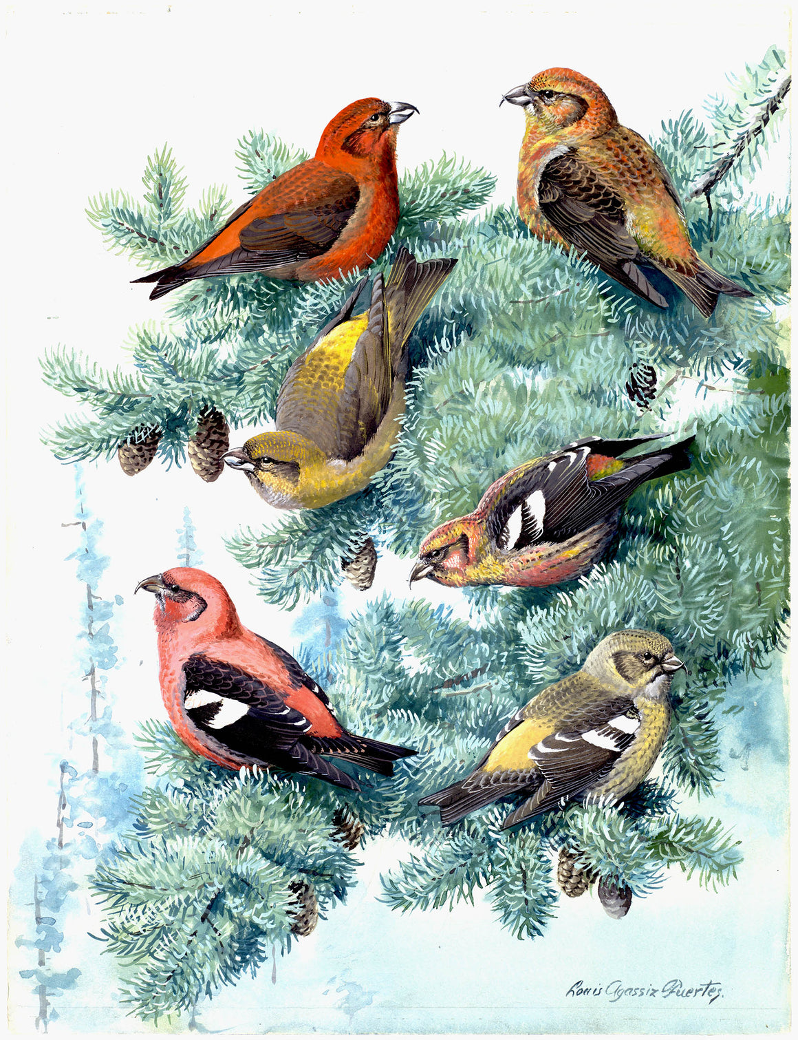 Gift Cards Collection