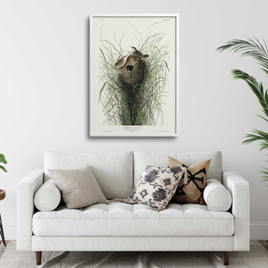 Audubon Wren bird print in a white living room.