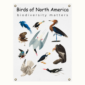 Birds of North America Biodiversity Poster on Archival Fine Art Paper or Canvas