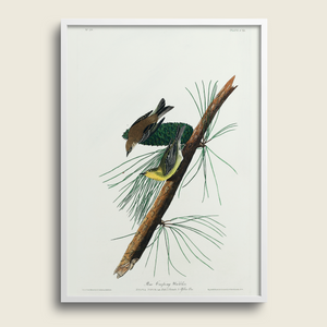 Audubon pine creeping warbler, plate 140