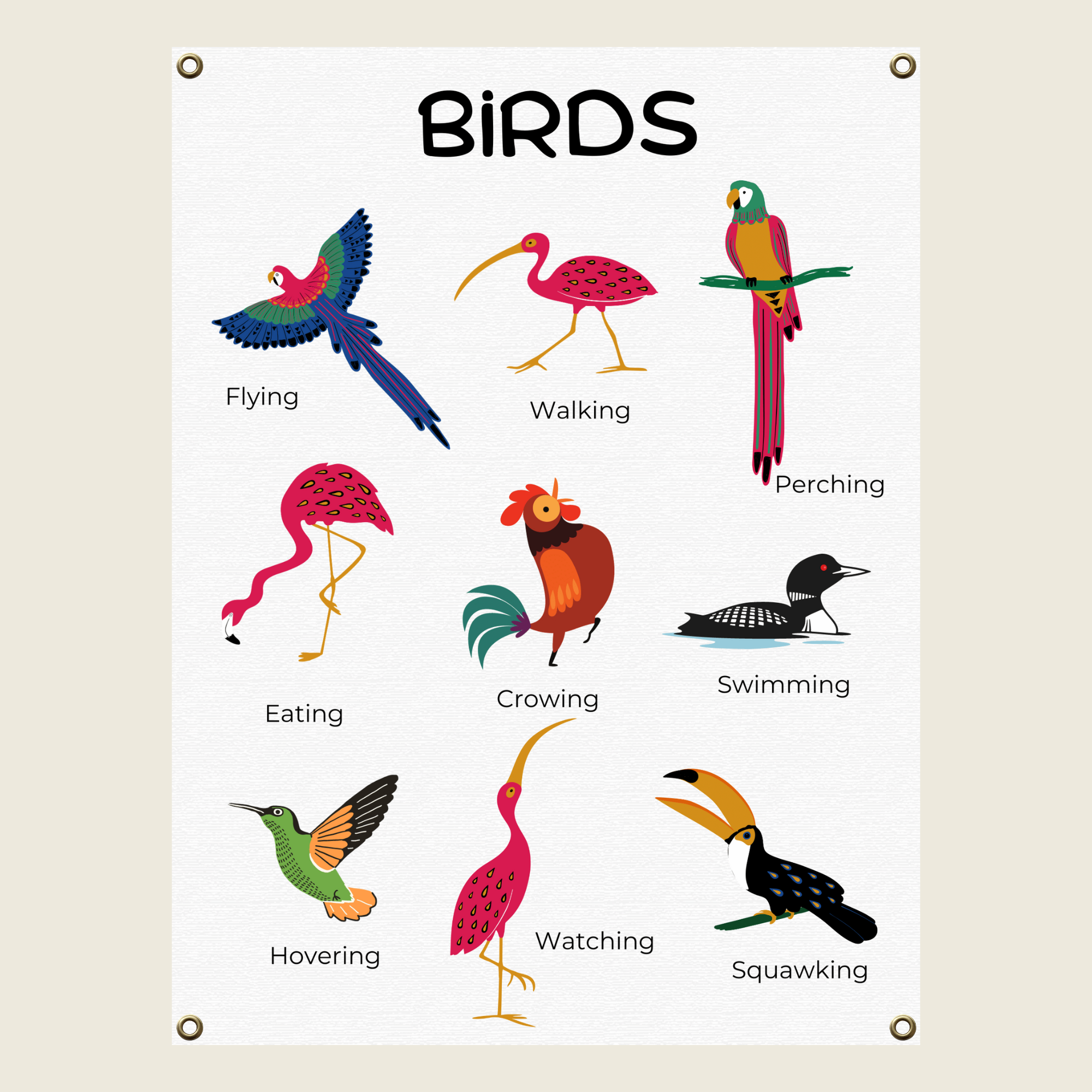 Birds Chart for Kids