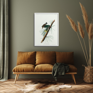 Audubon bird print of pine creeping warbler, plate 140 on a green wall.