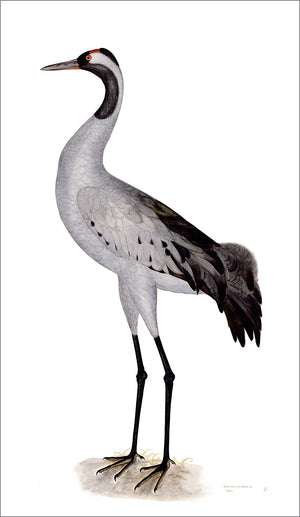 Olof Rudbeck Crane Bird Print