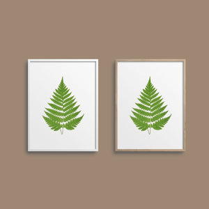 Framed fern print.