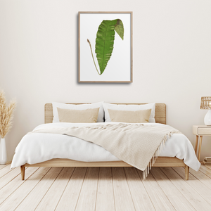 Single fern in a minimalist bedroom.