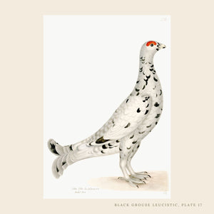 Rudbeck grouse bird print.