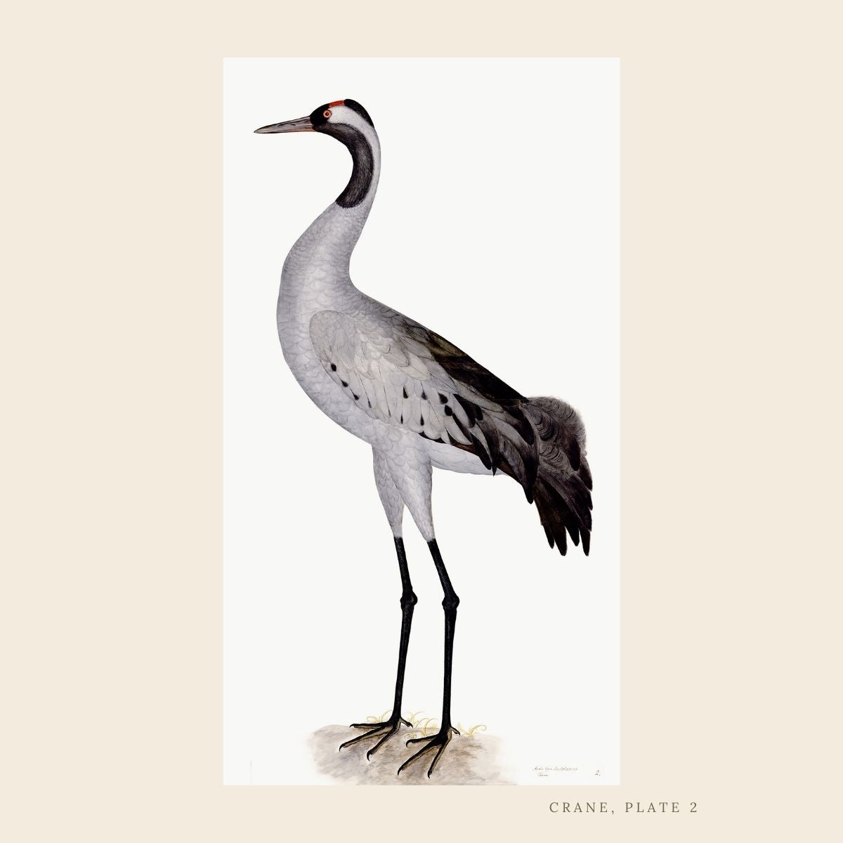 Japanese Drawing of a Bird Drawing by - Fine Art America
