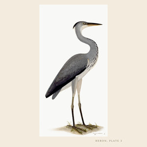 Rudbeck heron bird print.