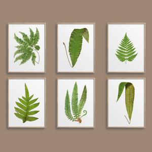 Six framed fern art prints.