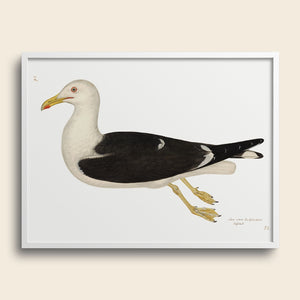 Framed Rudbeck gull.
