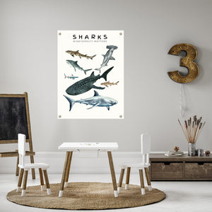 Biodiversity shark poster in a child's playroom.
