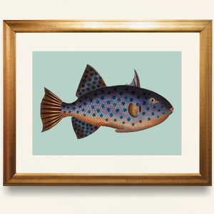 Blue spotted fish fine art print.