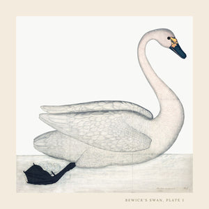 Olof Rudbeck's Bewick's swan fine art print.