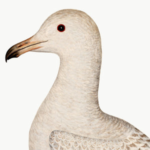 Closeup of Rudbeck Larus gull.
