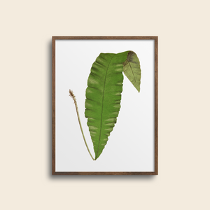 Botanical fern art print,
