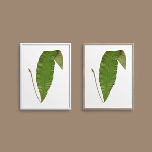 Framed botanical leaf.