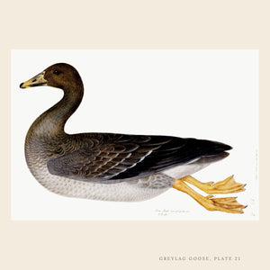Rudbeck Greylag Goose bird print.
