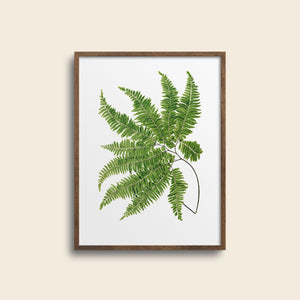 Art print of fern with multiple fronds.
