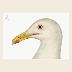 Closeup of Rudbeck gull art print.