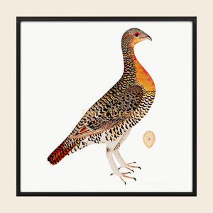 Square framed Rudbeck Capercaillie Hen.