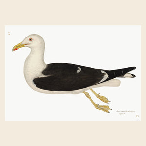 Olof Rudbeck Lesser Black Backed Gull Swedish Bird Print.
