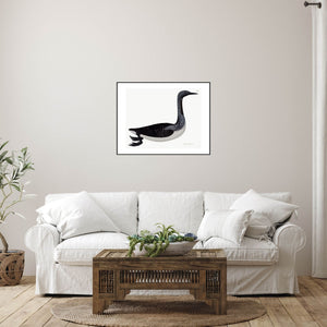 Black throated diver Rudbeck bird print in a living room.