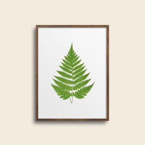 Green fern art print.